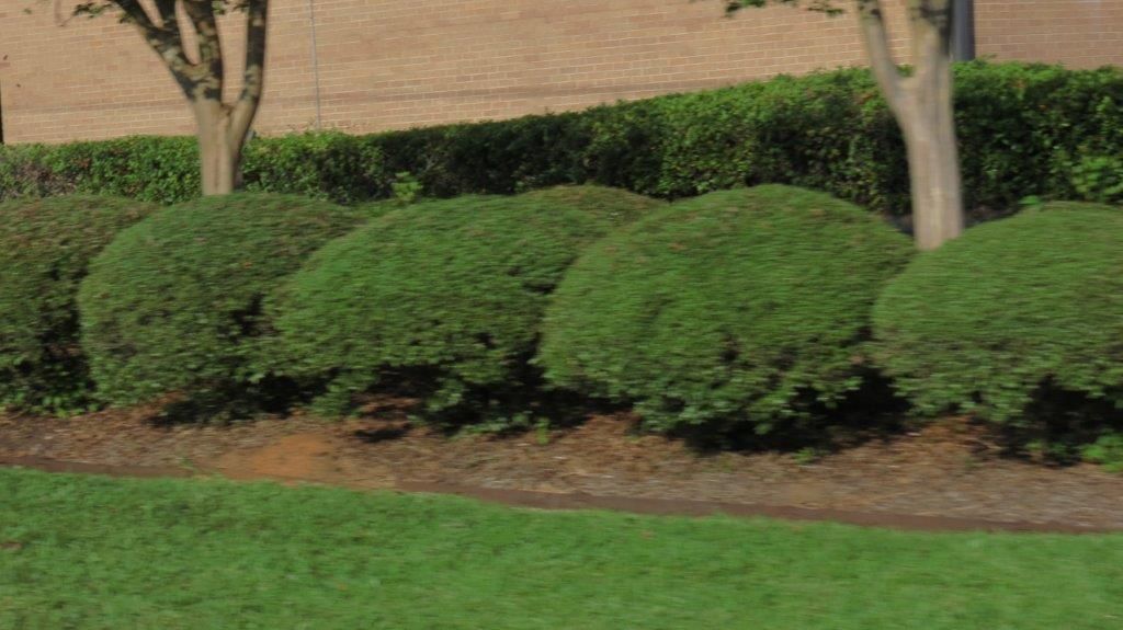 Bushes, Landscaping and Flowerbeds